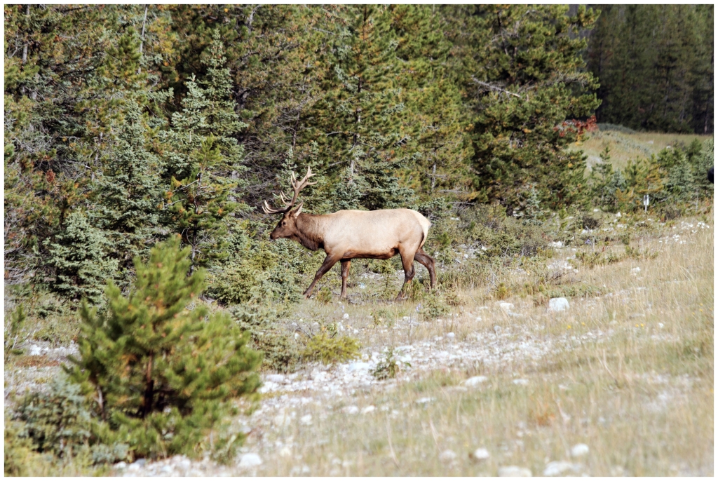 05 - Jasper NP (32).jpg